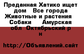 Преданная Хатико ищет дом - Все города Животные и растения » Собаки   . Амурская обл.,Октябрьский р-н